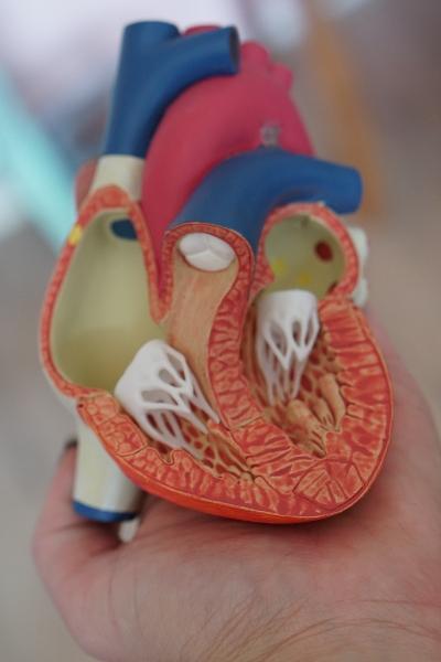 A model of a human heart held in a person's hand, showing internal structures including ventricles, atria, valves, and major blood vessels in detail